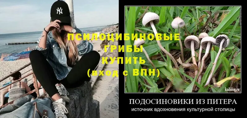 где можно купить   Лихославль  Псилоцибиновые грибы Psilocybine cubensis 